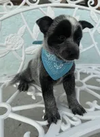 Sultan, a male Australian Cattle Dog for sale in Clewiston, FL – 2 of 8