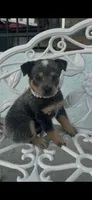 Pearl, a female Australian Cattle Dog for sale in Clewiston, FL – 5 of 8