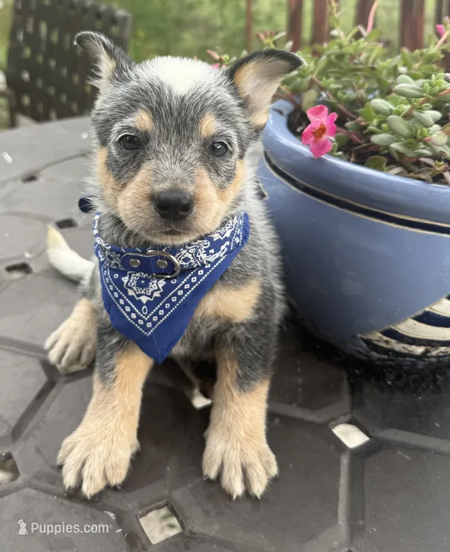 Ranger  – Australian Cattle Dog puppy for sale in Clewiston, FL