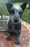 Captain , a male Australian Cattle Dog for sale in Clewiston, FL – 5 of 10
