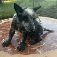 Captain , a male Australian Cattle Dog for sale in Clewiston, FL – 9 of 10