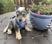 Ranger , a male Australian Cattle Dog for sale in Clewiston, FL – 2 of 10