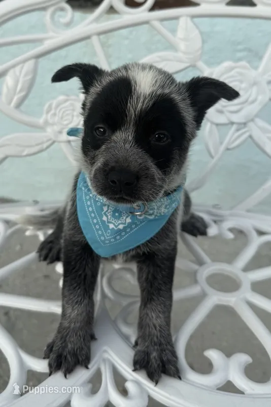 Sultan – Australian Cattle Dog puppy for sale in Clewiston, FL