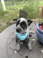 Sultan, a male Australian Cattle Dog for sale in Clewiston, FL – 3 of 8
