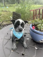 Sultan, a male Australian Cattle Dog for sale in Clewiston, FL – 4 of 8