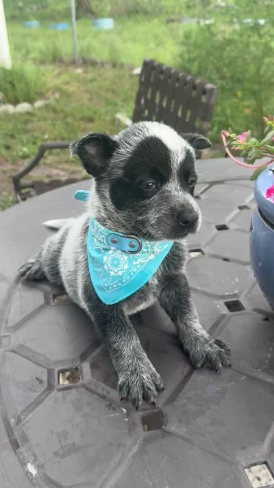 Sultan, a male Australian Cattle Dog for sale in Clewiston, FL – 8 of 8