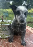 Captain , a male Australian Cattle Dog for sale in Clewiston, FL – 6 of 10