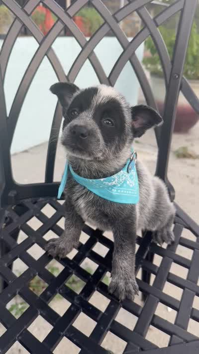 Sultan, a male Australian Cattle Dog for sale in Clewiston, FL – 7 of 8
