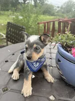 Ranger , a male Australian Cattle Dog for sale in Clewiston, FL – 5 of 10