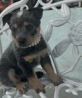 Pearl, a female Australian Cattle Dog for sale in Clewiston, FL – 4 of 8