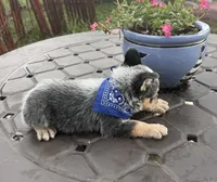 Ranger , a male Australian Cattle Dog for sale in Clewiston, FL – 7 of 10
