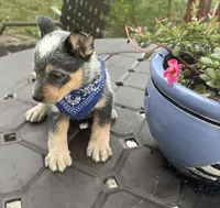 Ranger , a male Australian Cattle Dog for sale in Clewiston, FL – 3 of 10