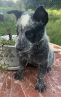Captain , a male Australian Cattle Dog for sale in Clewiston, FL – 10 of 10