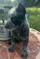 Captain , a male Australian Cattle Dog for sale in Clewiston, FL – 4 of 10