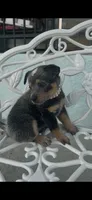 Pearl, a female Australian Cattle Dog for sale in Clewiston, FL – 6 of 8