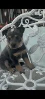 Pearl, a female Australian Cattle Dog for sale in Clewiston, FL – 7 of 8