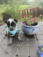 Sultan, a male Australian Cattle Dog for sale in Clewiston, FL – 6 of 8