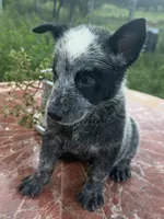 Captain , a male Australian Cattle Dog for sale in Clewiston, FL – 2 of 10