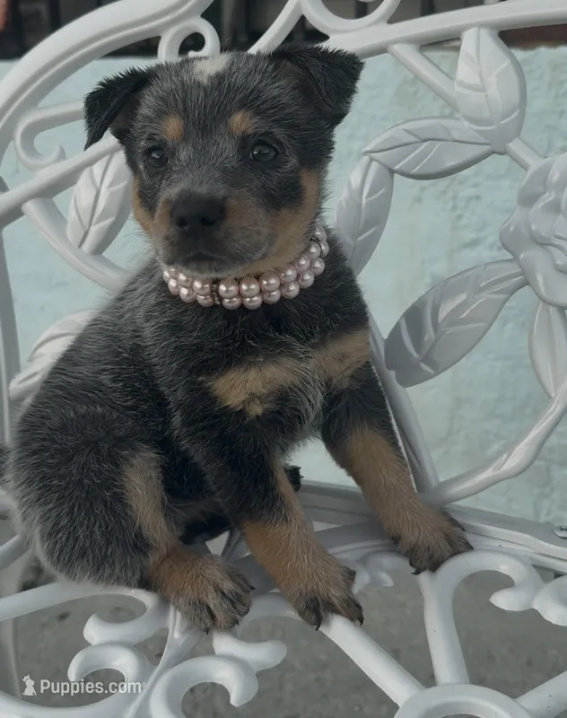Pearl – Australian Cattle Dog puppy for sale in Clewiston, FL