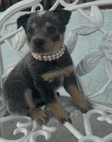 Pearl, a female Australian Cattle Dog for sale in Clewiston, FL – 1 of 8