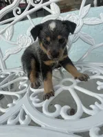 Pearl, a female Australian Cattle Dog for sale in Clewiston, FL – 2 of 8
