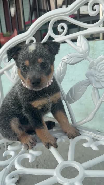 Pearl, a female Australian Cattle Dog for sale in Clewiston, FL – 8 of 8