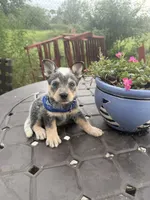 Ranger , a male Australian Cattle Dog for sale in Clewiston, FL – 9 of 10