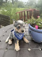 Ranger , a male Australian Cattle Dog for sale in Clewiston, FL – 4 of 10
