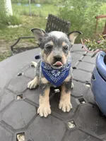 Ranger , a male Australian Cattle Dog for sale in Clewiston, FL – 8 of 10