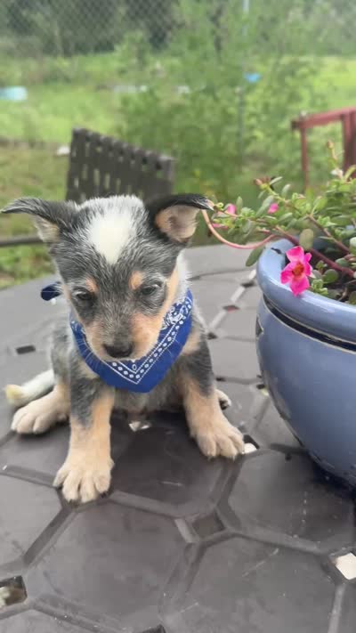 Ranger , a male Australian Cattle Dog for sale in Clewiston, FL – 10 of 10