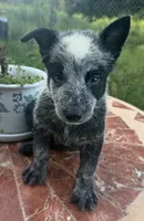 Captain , a male Australian Cattle Dog for sale in Clewiston, FL – 3 of 10