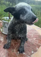 Captain , a male Australian Cattle Dog for sale in Clewiston, FL – 8 of 10