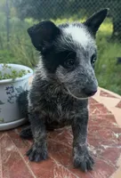 Captain , a male Australian Cattle Dog for sale in Clewiston, FL – 7 of 10