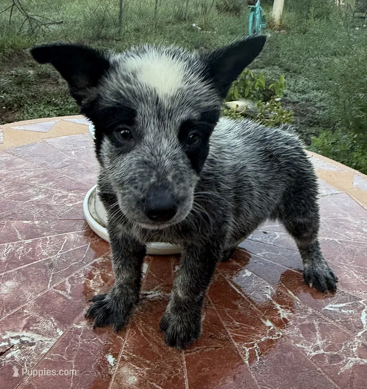 Captain  – Australian Cattle Dog puppy for sale in Clewiston, FL