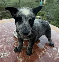 Captain , a male Australian Cattle Dog for sale in Clewiston, FL – 1 of 10