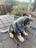 Ranger , a male Australian Cattle Dog for sale in Clewiston, FL – 6 of 10