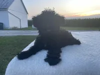 Buddy, a male Poodle - Miniature  for sale in Fort Wayne, IN – Photo 6 of 9