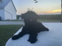 Buddy, a male Poodle - Miniature  for sale in Fort Wayne, IN – Photo 1 of 9