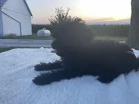 Buddy, a male Poodle - Miniature  for sale in Fort Wayne, IN – Photo 4 of 9