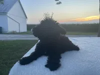 Buddy, a male Poodle - Miniature  for sale in Fort Wayne, IN – Photo 2 of 9