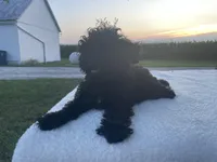 Buddy, a male Poodle - Miniature  for sale in Fort Wayne, IN – Photo 8 of 9