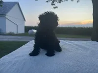 Buddy, a male Poodle - Miniature  for sale in Fort Wayne, IN – Photo 5 of 9