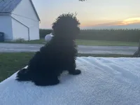 Buddy, a male Poodle - Miniature  for sale in Fort Wayne, IN – Photo 7 of 9