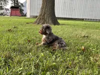 (Travis) Blue Merle, a male Poodle - Miniature  for sale in Fort Wayne, IN – Photo 2 of 8