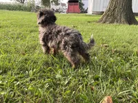 (Travis) Blue Merle, a male Poodle - Miniature  for sale in Fort Wayne, IN – Photo 5 of 8