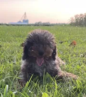 (Travis) Blue Merle, a male Poodle - Miniature  for sale in Fort Wayne, IN – Photo 1 of 8