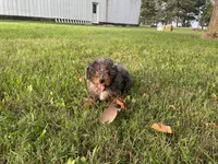 (Travis) Blue Merle, a male Poodle - Miniature  for sale in Fort Wayne, IN – Photo 6 of 8