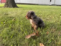 (Travis) Blue Merle, a male Poodle - Miniature  for sale in Fort Wayne, IN – Photo 8 of 8