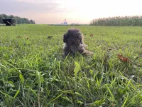 (Travis) Blue Merle, a male Poodle - Miniature  for sale in Fort Wayne, IN – Photo 3 of 8