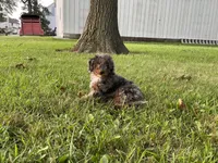(Travis) Blue Merle, a male Poodle - Miniature  for sale in Fort Wayne, IN – Photo 7 of 8